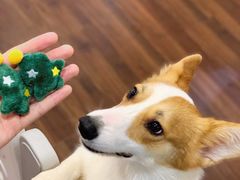 -柯斗斗主题餐厅·狗咖·围炉煮茶·茶饮(国瑞升平里店)