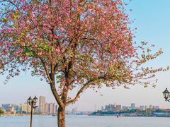 -广州白天鹅宾馆