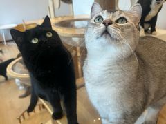 -有喵·猫咖·狗咖·30几只猫10只小狗(岗厦店)