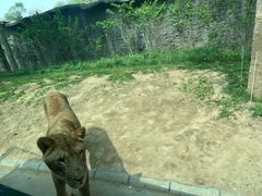 -北京野生动物园