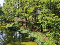 -黄海国家森林公园