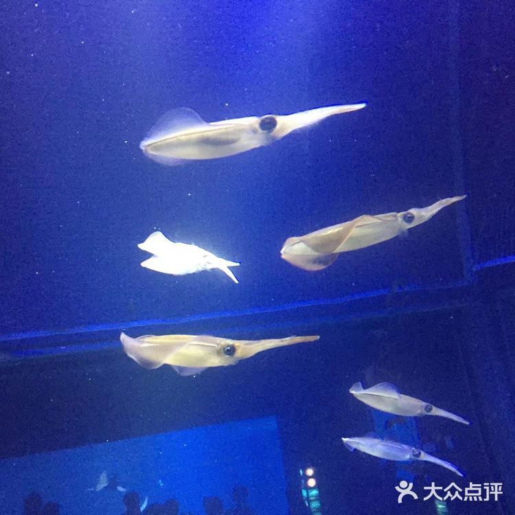大阪海游馆不可错过