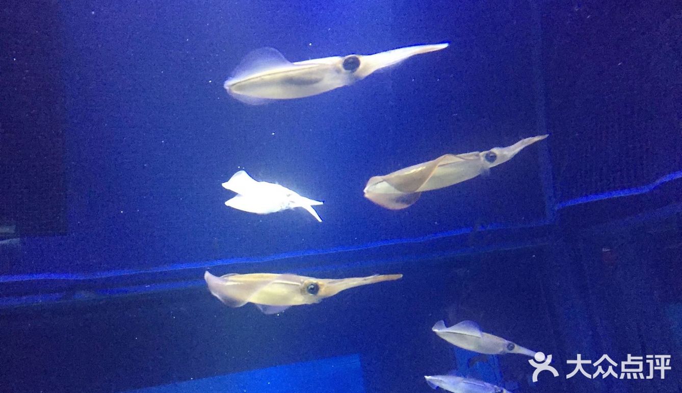 大阪海游馆不可错过