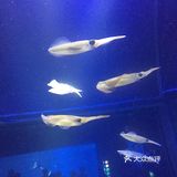 大阪海游馆不可错过