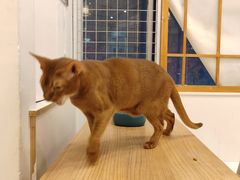 -Let's go狗咖·猫咖·奶狗·桌游(春熙路IFS店)