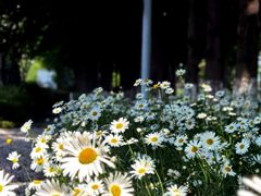 -昆山城市生态森林公园
