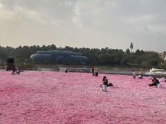 -大塘金香草谷