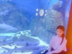 -烟台海昌鲸鲨海洋公园