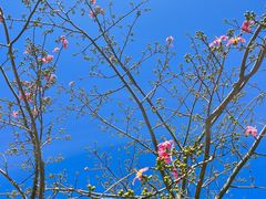 -风云岭森林公园