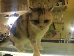 -猫色咖啡·猫咖