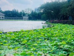 -荔湾湖公园