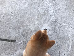 -宠物寄养训练学校