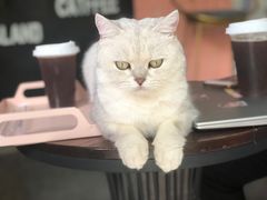 -喵屿·大理花园猫咖