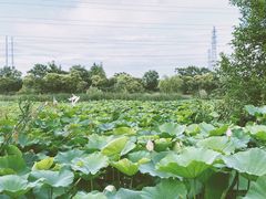 -上海长兴岛郊野公园