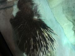 -zoonana室内动物园(东方福来德店)