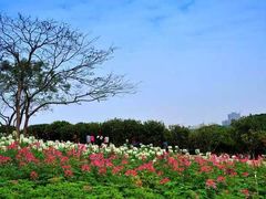-松山湖梦幻百花洲