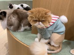 -CAT’S MEWSTAR CAFE·喵星球猫屋(晴湾咖啡店)