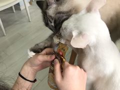 -喵的天空名猫咖啡馆·撸猫·猫舍·用品