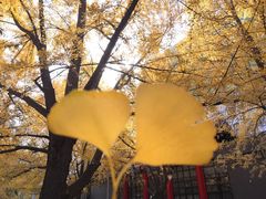 -四川大学(华西校区)