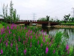-九里河湿地公园