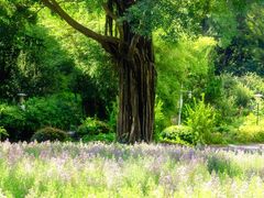 -深圳国际园林花卉博览园