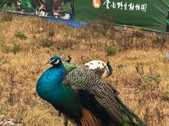 -云南野生动物园