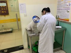 -米苏动物医院·犬猫专科·骨科外科内窥镜