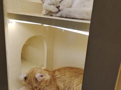 -猫小院猫主题咖啡厅(北锣店)