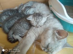-猫的茶·猫咖