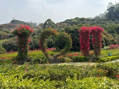 -东莞植物园