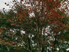 -北京师范大学(珠海校区)