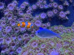 -成都浩海立方海洋公园