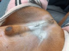 -关爱宠物医院·猫科中心·消化科(滨湖万达分院)