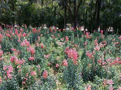 -广东花都香草世界旅游度假区
