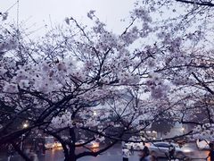 -武汉大学-樱园