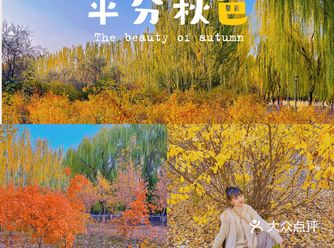 #秋天落叶# 每年的凤凰公园都很美，最近去拍照真的绝
