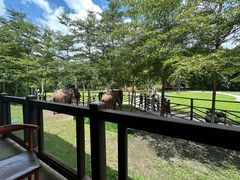 -野象谷景区