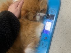-顺强宠物诊所·狂犬免疫·夜诊·骨科(嘉定店)