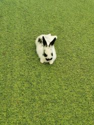 -萌宠亲子动物乐园(槐房万达店)