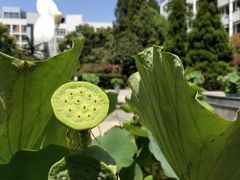 -华中科技大学同济医学院附属同济医院(汉口院区)