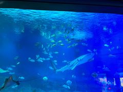 -烟台海昌鲸鲨海洋公园