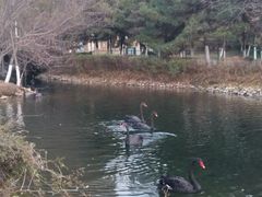 -长白岛森林公园