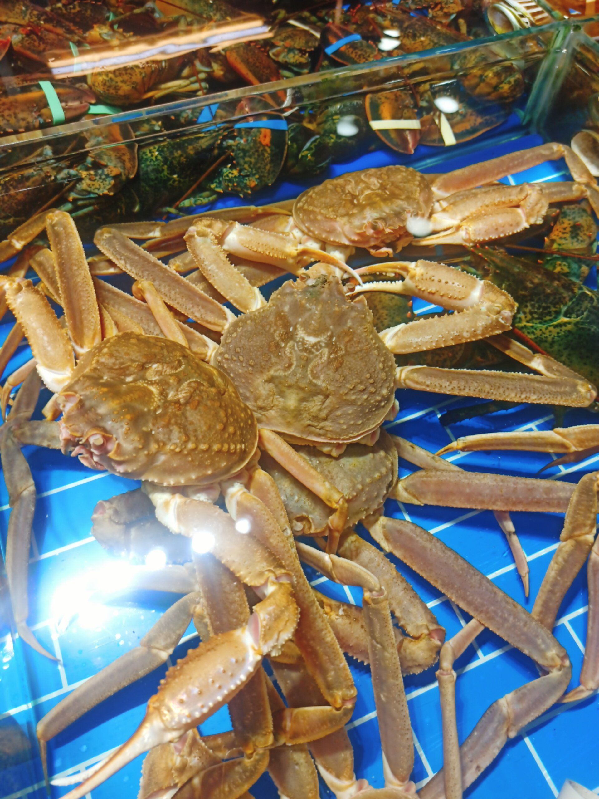 大螃蟹的魅力诱惑