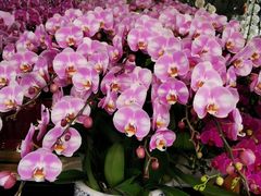 -溪岸路花鸟市场