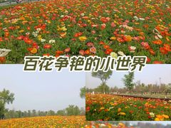 -天府芙蓉园