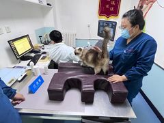 -特一安24小时宠物医院·骨科·中兽医