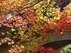 -田野绿世界