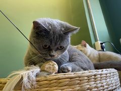 -柯斗斗主题餐厅·狗咖·围炉煮茶·茶饮(国瑞升平里店)