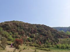 -贵州百里杜鹃风景名胜区