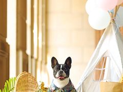 -超宠爱宠物摄影-Super pet